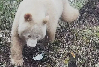 网友关注全网最黑大熊猫，基地：就是脏的