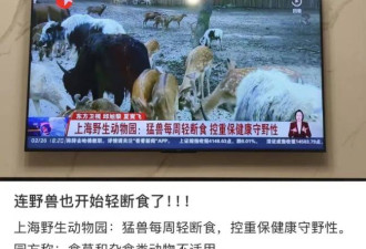 300只虎积食呕吐 明星动物被热情游客投喂成工伤