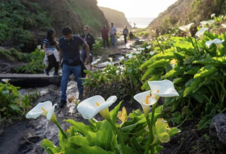 加州州立公园那片网络爆红的花田 一夜之间全被毁