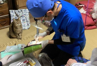 看诊被“猫家属”全程盯着 照片吸250万次浏览