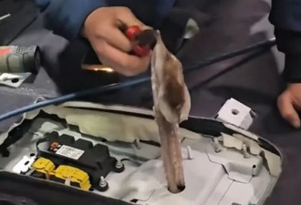 章鱼被开膛破肚还能逃出塑料袋 躲人类3天