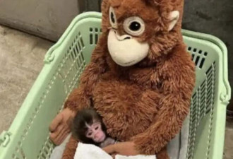 世界大乱，但我们还会为一只小猴哭泣