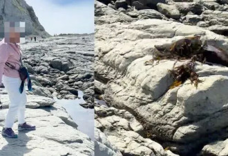 华人扔海带砸海豹 当地已立案 最高罚25万或监禁2年