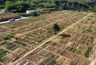 济南“共享菜地”火爆出圈，9天租出近200块地
