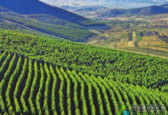 中国植树造林全球第一 为啥还要年年种树