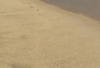 墨西哥海滩惊现9米长地震鱼 民众：世界末日近了?