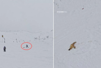 新疆阿勒泰咬人狐狸被滑雪场打死？知情人提供现场视频