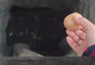 普通人的不平凡事件:拯救一只被困井下两年的小狗