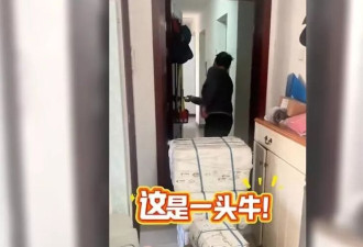 女儿在北京生病 爸妈寄超大包裹 她打开傻眼：是整头牛！