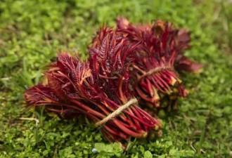 春天一定要吃的8种“芽” 错过等一年