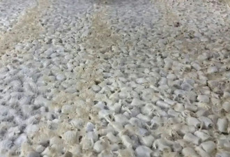 央视踢爆双氧水漂白“毒凤爪” 工人：我们从不吃