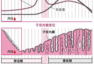 激素如何硬控女性的一生，看这一篇就够了