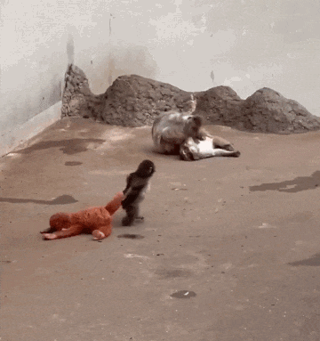让全网心碎的小猴：孩子的人生，会经历被讨厌