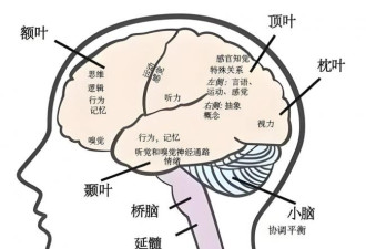 不能集中注意力、情绪不稳定是前额叶受损的表现