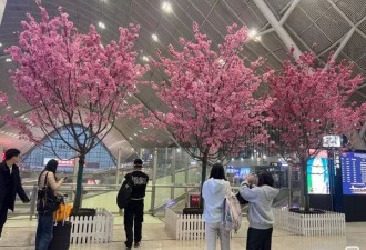 20株真樱花树“租”进高铁站，车站回应：是首次尝试