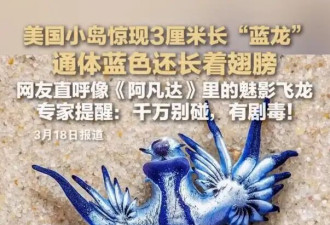 美国一小岛现大量蓝色奇异生物！像极了《阿凡达》里的魅影飞龙