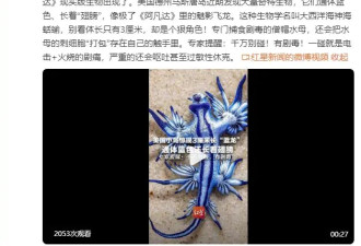 美国一小岛现大量蓝色奇异生物！像极了《阿凡达》里的魅影飞龙