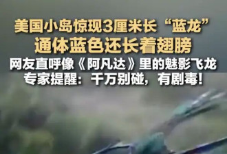 美国一小岛现大量蓝色奇异生物！像极了《阿凡达》里的魅影飞龙
