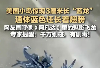 美国一小岛现大量蓝色奇异生物！像极了《阿凡达》里的魅影飞龙