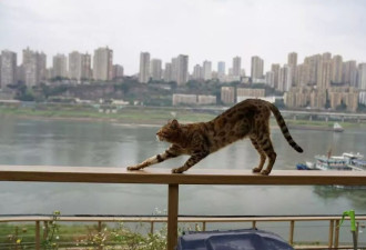 三万平方米的江边“猫国”：600余只流浪猫的避风港