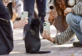 三万平方米的江边“猫国”：600余只流浪猫的避风港