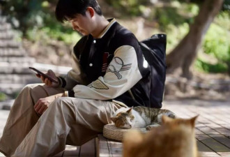 三万平方米的江边“猫国”：600余只流浪猫的避风港