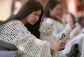 三万平方米的江边“猫国”：600余只流浪猫的避风港