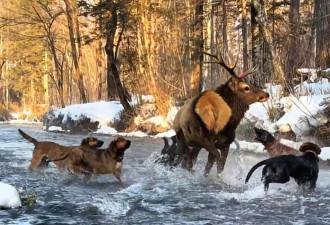 长白山野生马鹿遭多条猎犬围攻，本该躲避人类的它为何会冲向游客逃生？