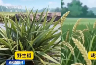 中国科学家成功首创一次播种多年收获水稻