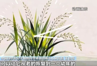中国科学家成功首创一次播种多年收获水稻