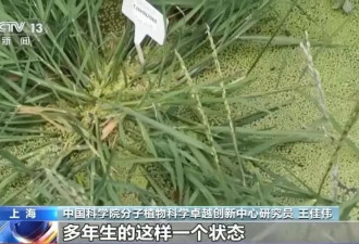 中国科学家成功首创一次播种多年收获水稻