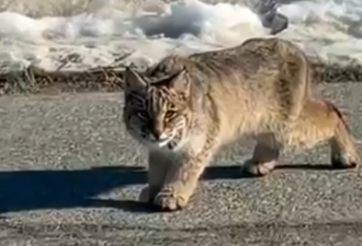 男子钓鱼偶遇野生山猫，“交流”失败被突袭！