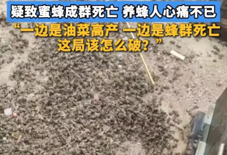 焚烧秸秆能防治的病，非要用无人机打药 图啥？
