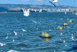 退休后首选这4座四季如春的城市，慢生活最养老