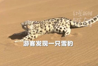 从没出现过？新疆沙漠惊见“沙尘豹”