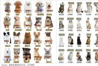 买猫500、治病5000，年轻人抛弃宠物医院