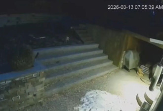 加国住宅区郊狼出没 爱犬后院遭攻击惨死