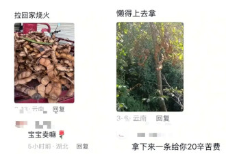 北上广“城巴佬”，疯抢比人还高的云南大豆荚