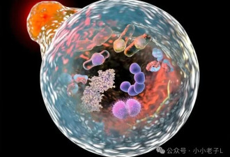惊人发现 空腹16小时身体启动逆天机制