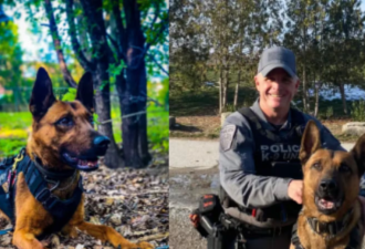 加拿大英雄警犬患癌去世：曾参与逾百次盗车与毒品逮捕行动