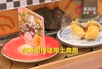 恐怖：杭州回转寿司店惊见大老鼠在传送带奔跑…