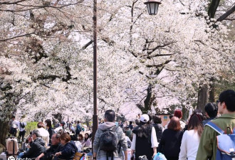 春和景明 日本东京迎来樱花盛放期