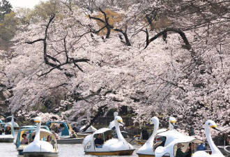 春和景明 日本东京迎来樱花盛放期