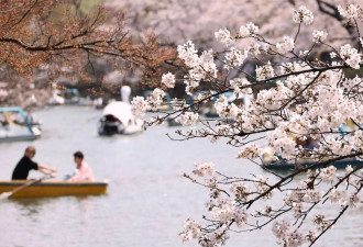 春和景明 日本东京迎来樱花盛放期