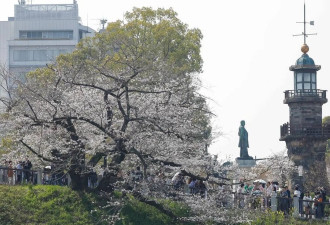 春和景明 日本东京迎来樱花盛放期