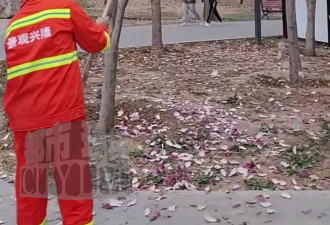保洁手持竹竿用力打落树上盛开的鲜花，游客制止无效