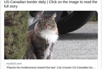 萌翻了！大温“越境猫”爆红 邻居立牌暖心护航守护