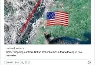 萌翻了！大温“越境猫”爆红 邻居立牌暖心护航守护