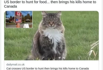 萌翻了！大温“越境猫”爆红 邻居立牌暖心护航守护