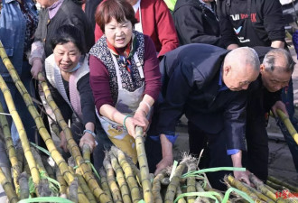 “甘蔗哥”病愈出院免费送5吨甘蔗：我和网友的双向奔赴